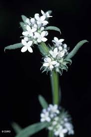 Image result for Spermacoce deserti