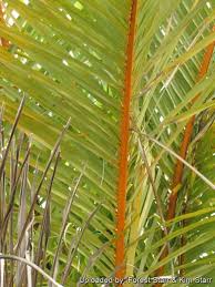 Image result for Raphia farinifera