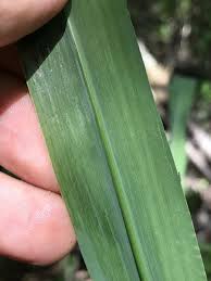 Image result for Pogonochloa