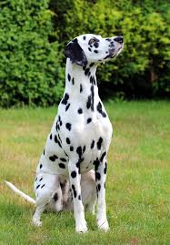 Nov 13, 2020 · dogs pick up the larvae that cause lungworm by eating infected slugs and snails or by drinking from puddles, eating grass or licking paving stones that slugs or snails have crawled along. My Dog Ate A Slug Will He Be Okay