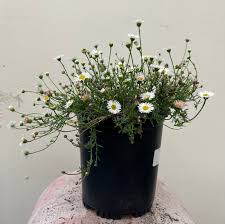 Image result for Erigeron karvinskianus