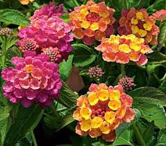 Lantana Landmark Rose Sunrise White Flower Farm Flower Pots Lantana