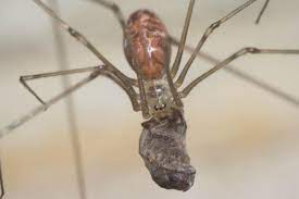 You can also mix 1 tablespoon of de in a spray bottle of water. How To Get Rid Of Cellar Spiders Pest Control Zone