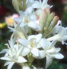 Image result for Polianthes tuberosa