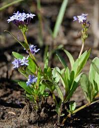 Image result for Pentanisia