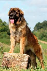 Leonberger Dog Breed Information In 2020 Leonberger Dog Big Dog Breeds Pets Dogs Breeds