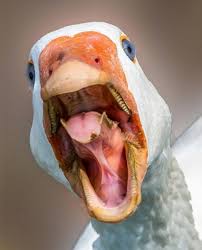 Creepy Bird With Big Mouth Bird Mouths Are Terrifying Bird Bird Beaks Goose