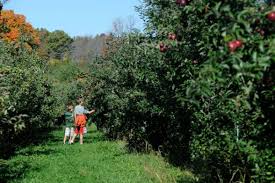Poughquag, new york this hudson valley farm is always one of the most popular spots for apple picking, but they offer far more. 11 Of The Best Places For Apple Picking