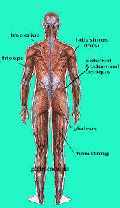 Each type of muscle tissue in the human body has a unique structure and a specific role. Carleton Fitness Center Target Muscle Groups