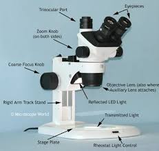 Viewing Zebrafish Under A Stereo Microscope Stereo Microscope Optical Microscope Microscopic