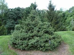 Image result for Ficus pygmaea