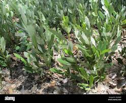 Image result for Diospyros chamaethamnus