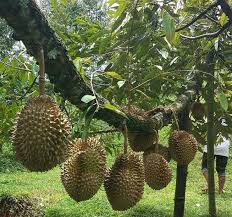 It has a creamy, sweet flavor, though you have to get through the pungent odor to enjoy it. Nutrient Content Of Durian Steemit