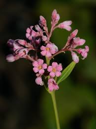 Image result for Nesogenaceae
