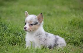 Review how much corgi puppies for sale sell for below. Pembroke Welsh Corgi Puppy Dog For Sale In Athens Tennessee