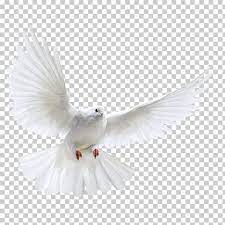 Columbidae Bird Photography A White Dove Wings White Dove Png Clipart Bird Photography Dove Wing White Doves