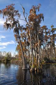 Image result for Taxodium