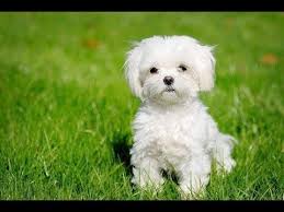 burcuna gore hangi cins kopeksin youtube kopek burclar youtube