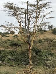 Image result for Acacia xanthophloea
