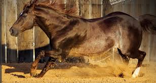 Tomcat chex web site / details. Pin On Quarter Horse Stallions