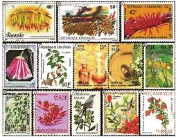 Image result for Agelanthus