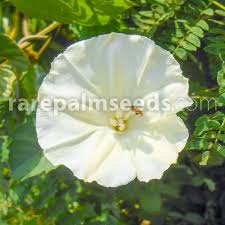 Image result for Merremia