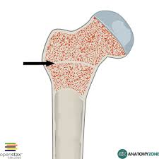 G = medullary cavity (yellow marrow) h = endosteum. Epiphyseal Line Anatomyzone