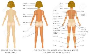The anatomical regions (shown) compartmentalize the human body. Female Body Back Surface Anatomy Human Body Shapes Anterior View Parts Of Human Body General Anatomy The Anatomical Names And Corresponding Common Names Are Indicated For Specific Body Regions Royalty Free