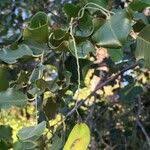Image result for Pterocarpus rotundifolius