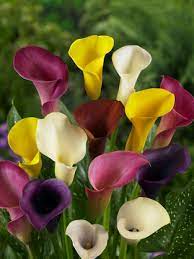 A flower that grows near water sources. Buy Calla Lily Bulbs Mixed Zantedeschia From The Award Winning Harts Nursery