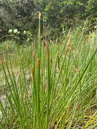 Image result for Eleocharis limosa