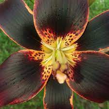 Specify address, we will show you closest shops with actual prices. Lilium Starlette Lily Starlette Asiatic In Gardentags Plant Encyclopedia