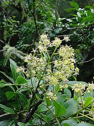 Image result for Clausena anisata