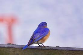 Image result for Federal Standard Yellow 1969 Bluebird