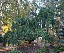 Each tree becomes a work of art. Weeping Trees Hickory Hollow Nursery And Garden Center Weeping Evergreen Trees Weeping Trees Landscape Trees