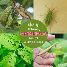 Safe And Effective Ways Of Natural Pest Control Natural Pest Control Garden Pests Garden Pest Control