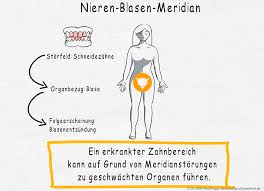 Zahnschema Welche Zahn Organ Beziehungen Und Wechselwirkungen Gibt Es