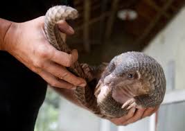 The price of a kilo of pangolin scales for sale in 2013 was twice the amount that a kilogram of scales were sold for in 2008. Nigeria Becomes Africa S Staging Ground For The Illegal Pangolin Trade With Asia Reuters