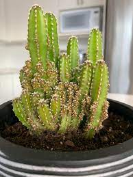 Fairy castle cactus is easy to care for. Fairy Castle Help Please Our Beautiful Cactus Seemed To Be So Happy And Start Growing Lots Of Tiny Off Shoots They Seem To Be Turning Brown Too Much Water Or Sun Details In