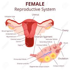 Check spelling or type a new query. Female Reproductive System The Uterus And Ovaries Scheme The Phase Of The M Female Reproductive System Reproductive System Female Reproductive System Anatomy