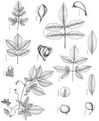 Image result for Paullinia pinnata