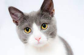 We've put together a list of companies offering the best cbd oil for cats. The Best Cbd Oil For Cats Buyers Guide Updated 2021 Discover Magazine