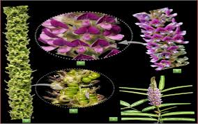 Image result for Uraria picta