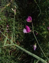 Image result for Microcharis annua