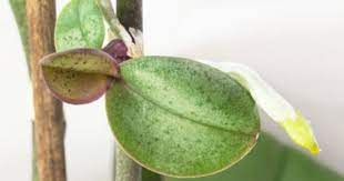 Tips On Potting Orchid Keikis How To Plant An Orchid Keiki Growing Orchids Orchid Care Dendrobium Orchids Care