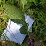 Image result for Lantana ukambensis