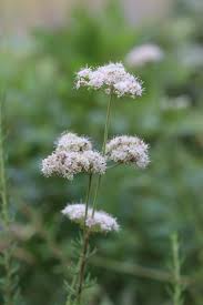 Image result for Eriospermum roseum