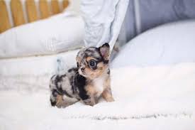 Golden chi (golden retriever x chihuahua) friendly, loyal, confident, and attractive is what sums up the personality of the golden chi. Teacup Chihuahua Puppies For Sale Near Me Black Chihuahua Breeders