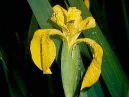 Image result for Iris pseudacorus