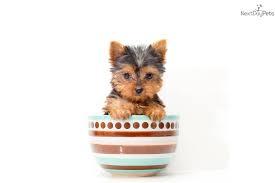 Find the perfect puppy for you and your family. Teacup Jessica Yorkshire Terrier Yorkie Puppy For Sale Near Columbus Ohio C944913c B181 Yorkshire Terrier Puppies Yorkie Dogs Yorkie